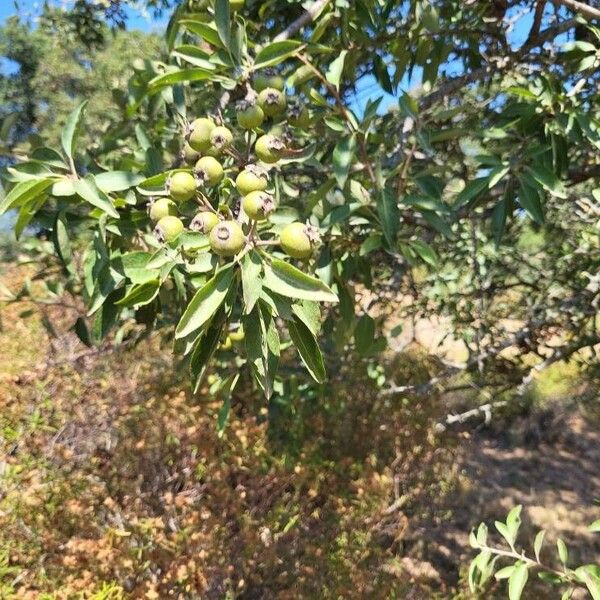 Pyrus spinosa Fruit