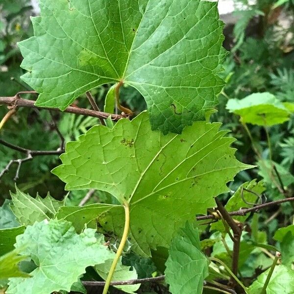 Vitis rotundifolia Leaf