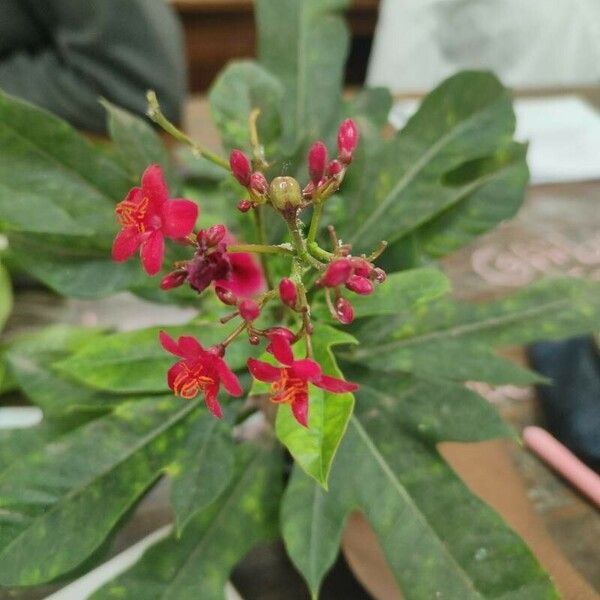 Jatropha integerrima ᱥᱟᱠᱟᱢ