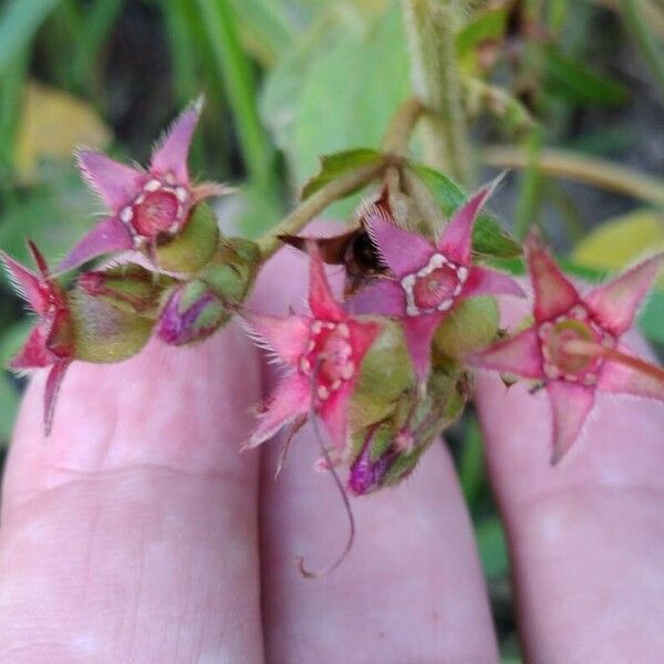 Pterolepis glomerata Flower