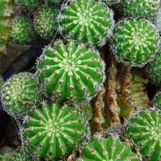 Echinopsis oxygona Celota