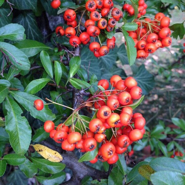 Pyracantha coccinea Frugt