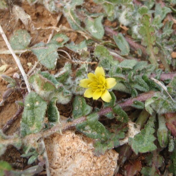 Hyoseris scabra その他の提案