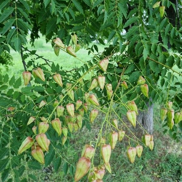 Koelreuteria elegans Blomst