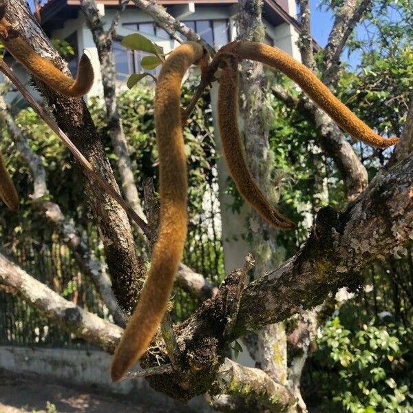 Cassia abbreviata Fruit