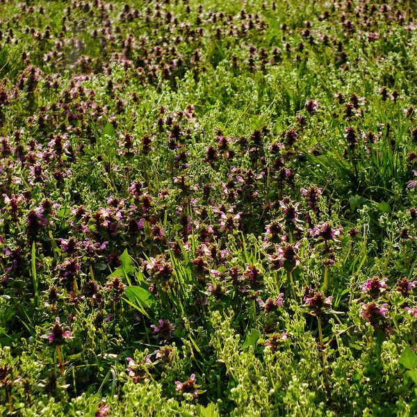 Lamium purpureum Habitat