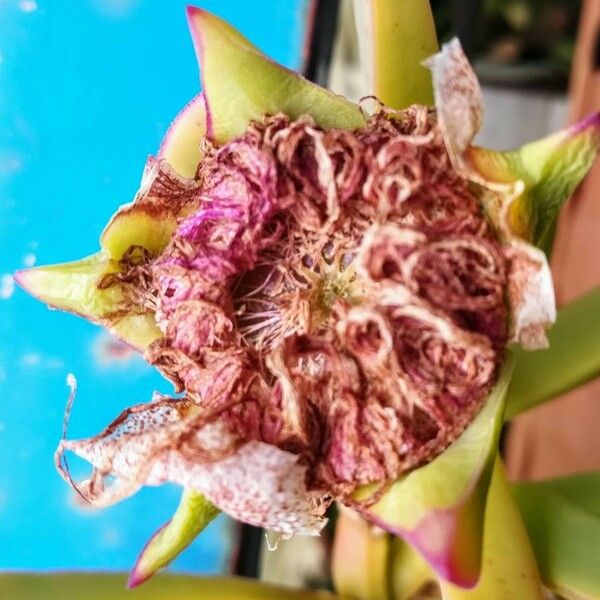 Carpobrotus acinaciformis Altro