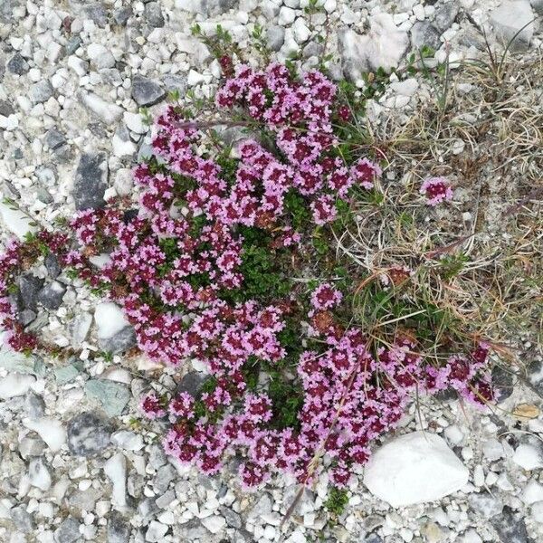 Thymus praecox Цвят