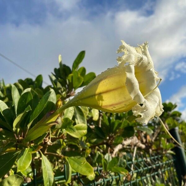 Solandra grandiflora Цветок