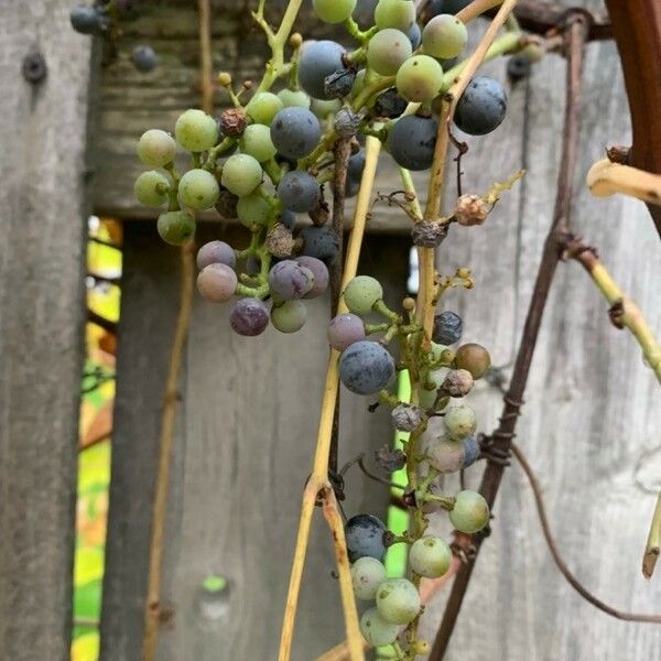 Vitis vulpina Φρούτο