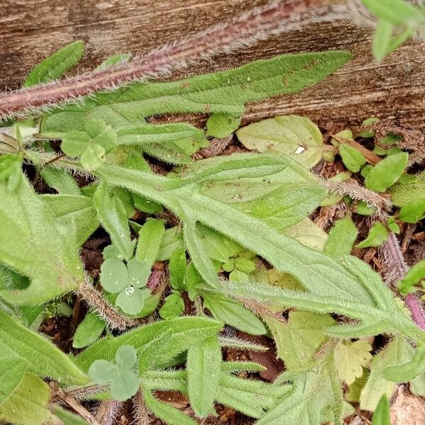 Prunella laciniata Blad