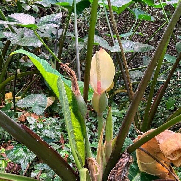 Xanthosoma sagittifolium Fleur