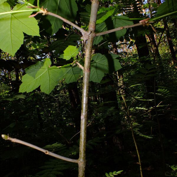 Acer pseudoplatanus Кара