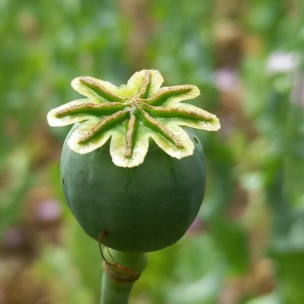 Papaver somniferum 果