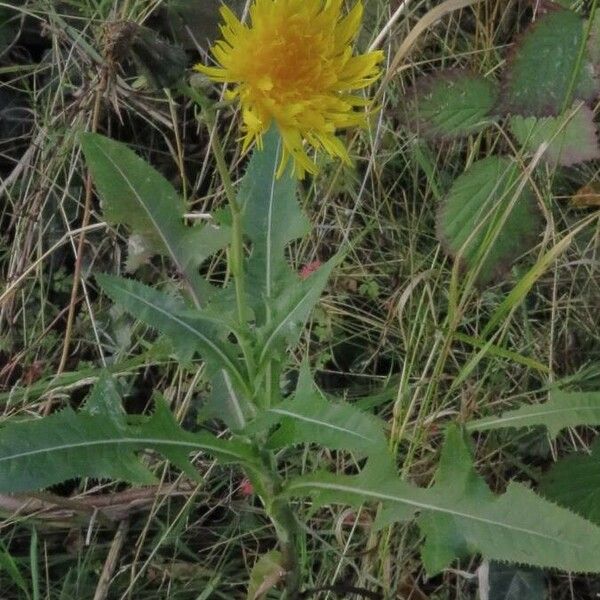 Sonchus arvensis 葉