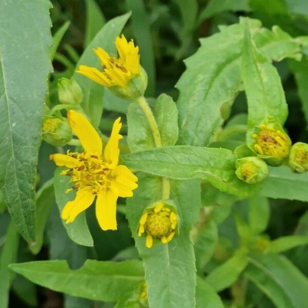 Guizotia abyssinica Flower