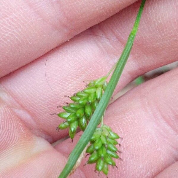 Carex pallescens Flower