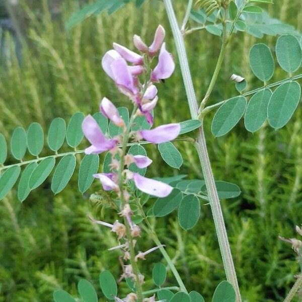 Indigofera tinctoria Flower