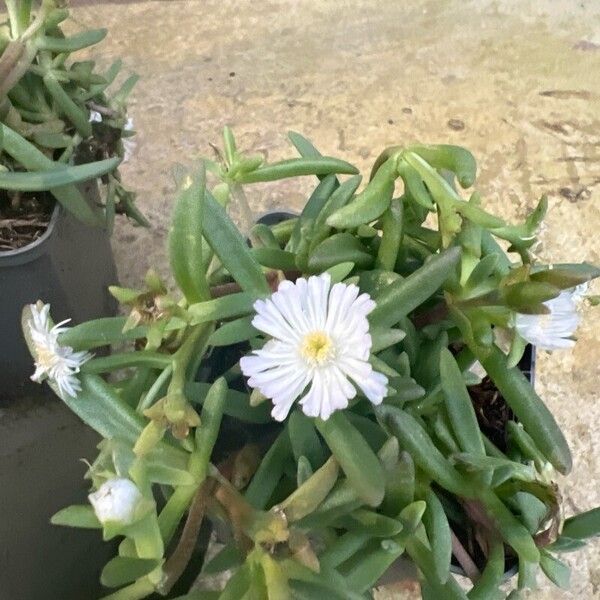 Delosperma cooperi Cvet