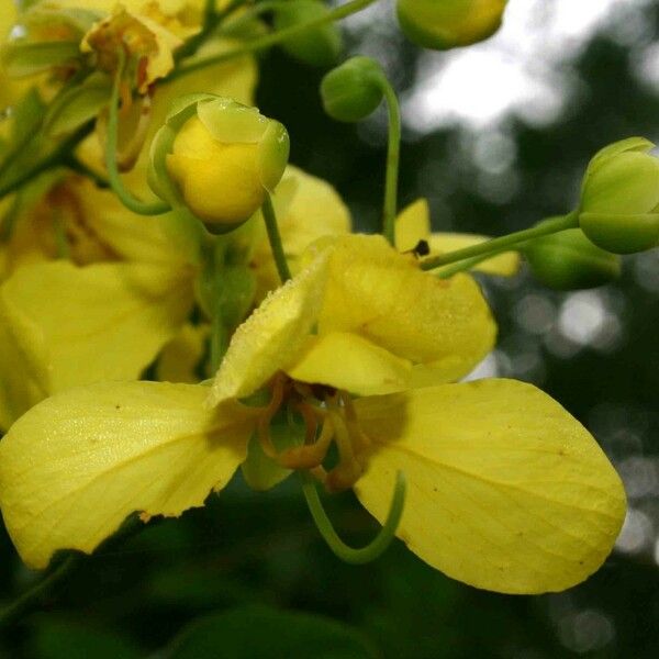 Cassia afrofistula Květ