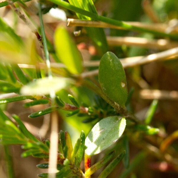 Polygala serpyllifolia List