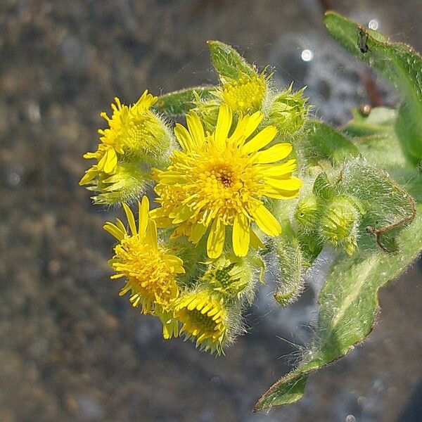 Tephroseris palustris Цвят