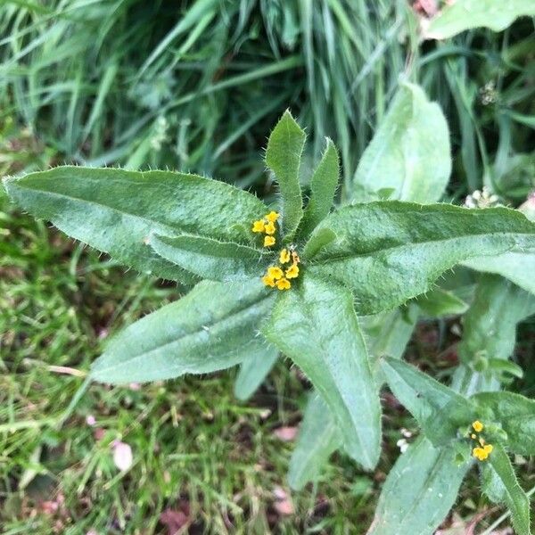 Amsinckia menziesii 花