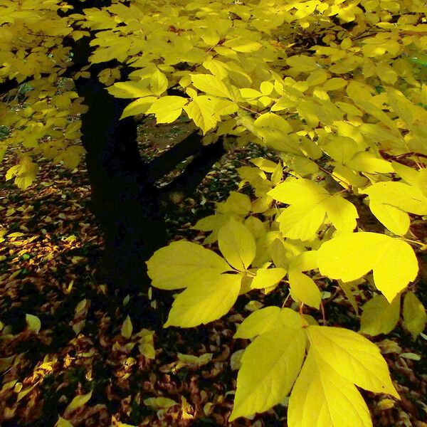 Acer negundo Blad