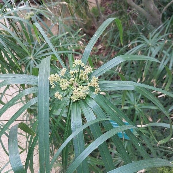 Cyperus alternifolius Leaf