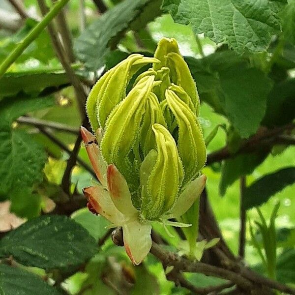 Rhododendron luteum Flower