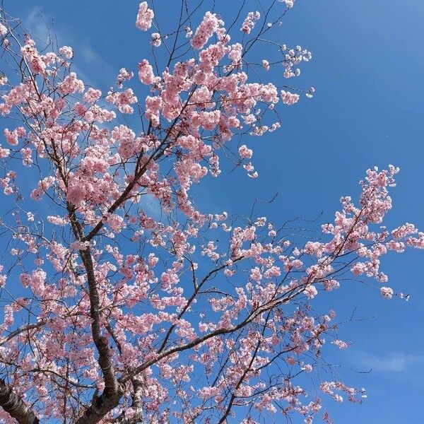 Prunus serrulata Flower