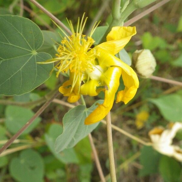 Abutilon exstipulare Kukka