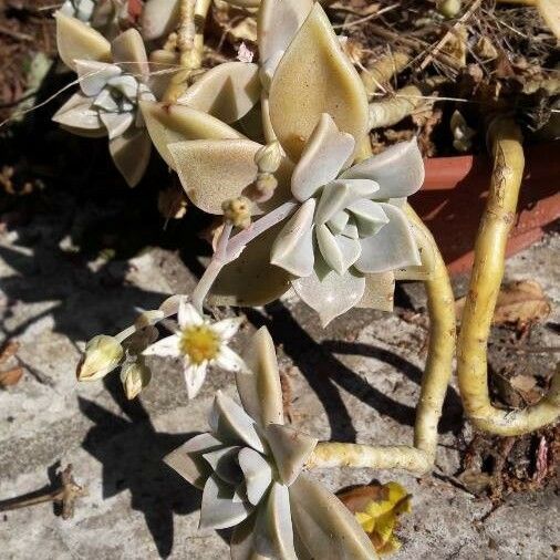 Graptopetalum paraguayense Кветка