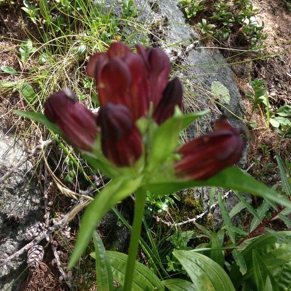 Gentiana purpurea Habitus