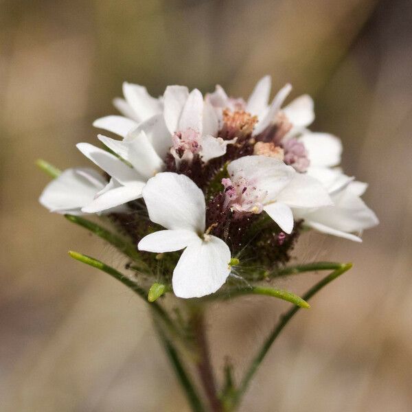 Calycadenia multiglandulosa Λουλούδι