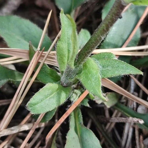 Hieracium racemosum Leaf