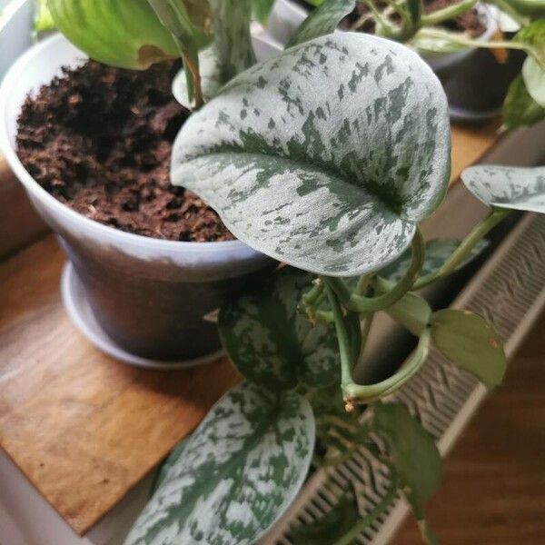 Philodendron brandtianum ഇല