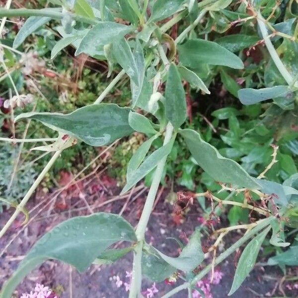 Centranthus ruber Лист