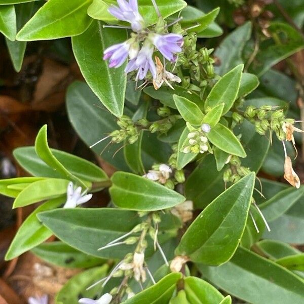 Hebe salicifolia Flower