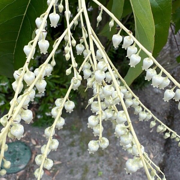 Oxydendrum arboreum Květ