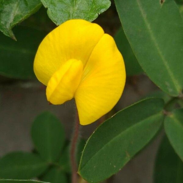 Arachis hypogaea Žiedas