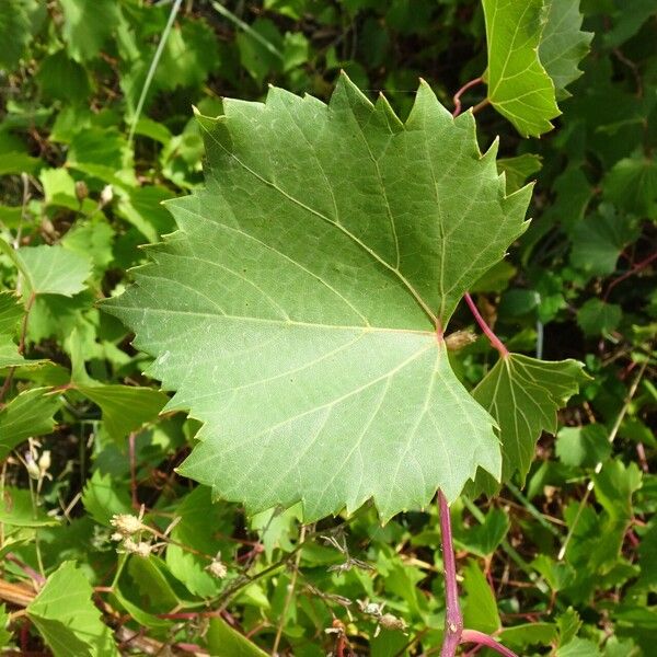 Vitis rupestris Φύλλο