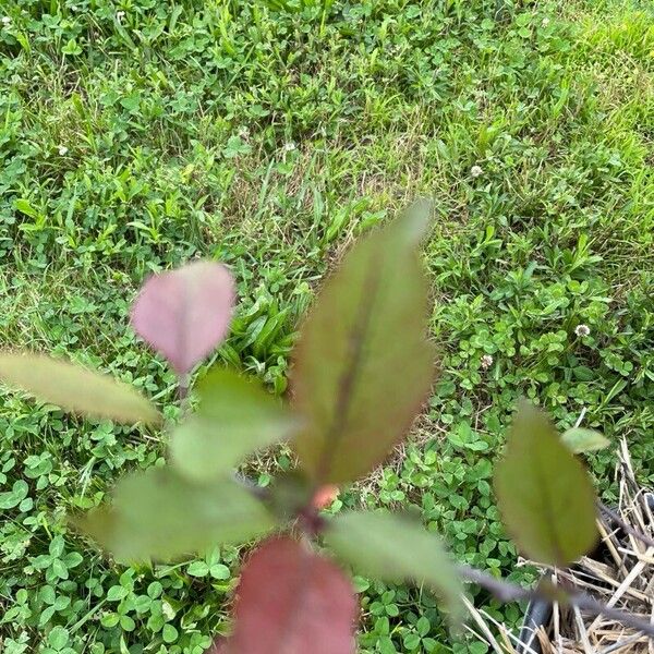 Malus hupehensis 葉