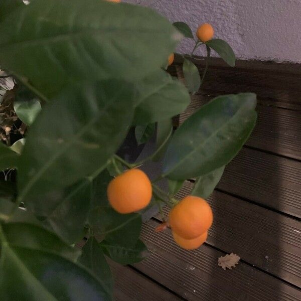 Citrus × aurantium Leaf