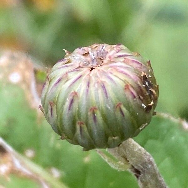 Cirsium heterophyllum Blomst