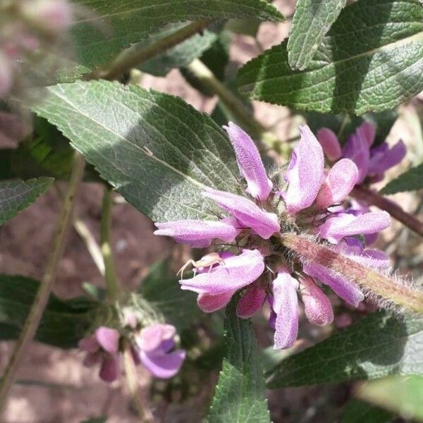 Phlomis herba-venti Λουλούδι