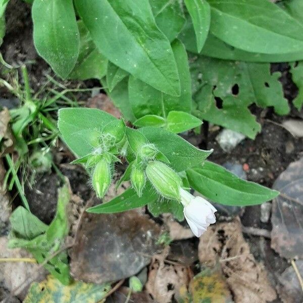 Silene noctiflora ফুল