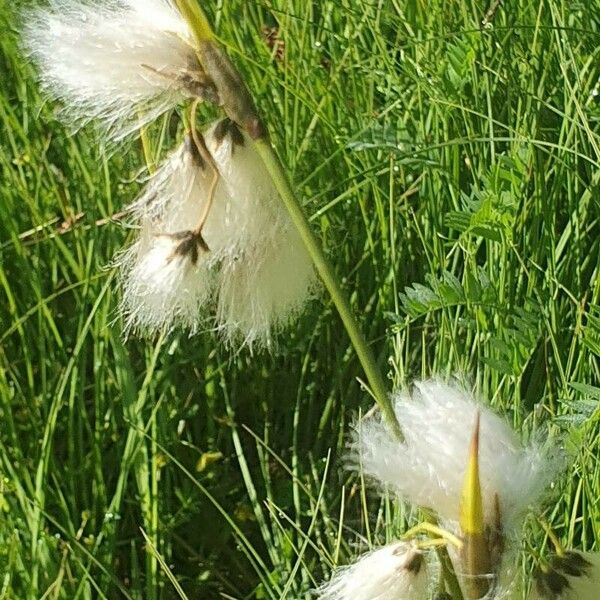 Eriophorum angustifolium Fleur