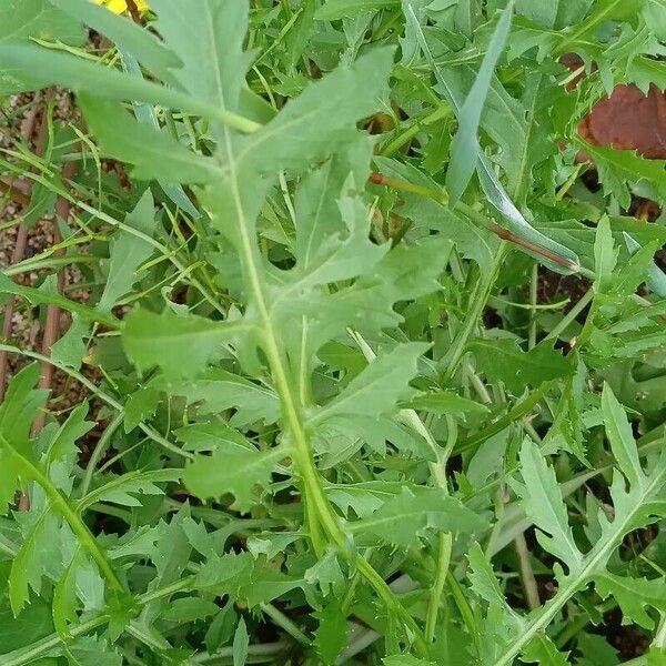 Rorippa sylvestris Ліст