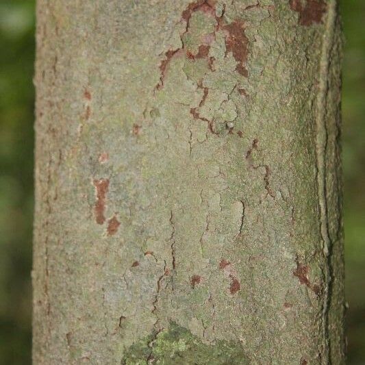 Iryanthera hostmannii Bark